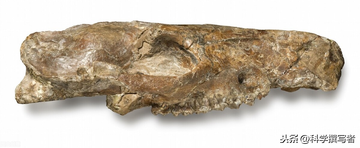 南方的"四不像"后弓兽是如何在恐鸟的攻击下生存的?为何灭绝?