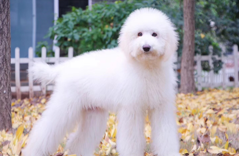 巨贵犬哪个颜色贵?这个颜色你知道吗?