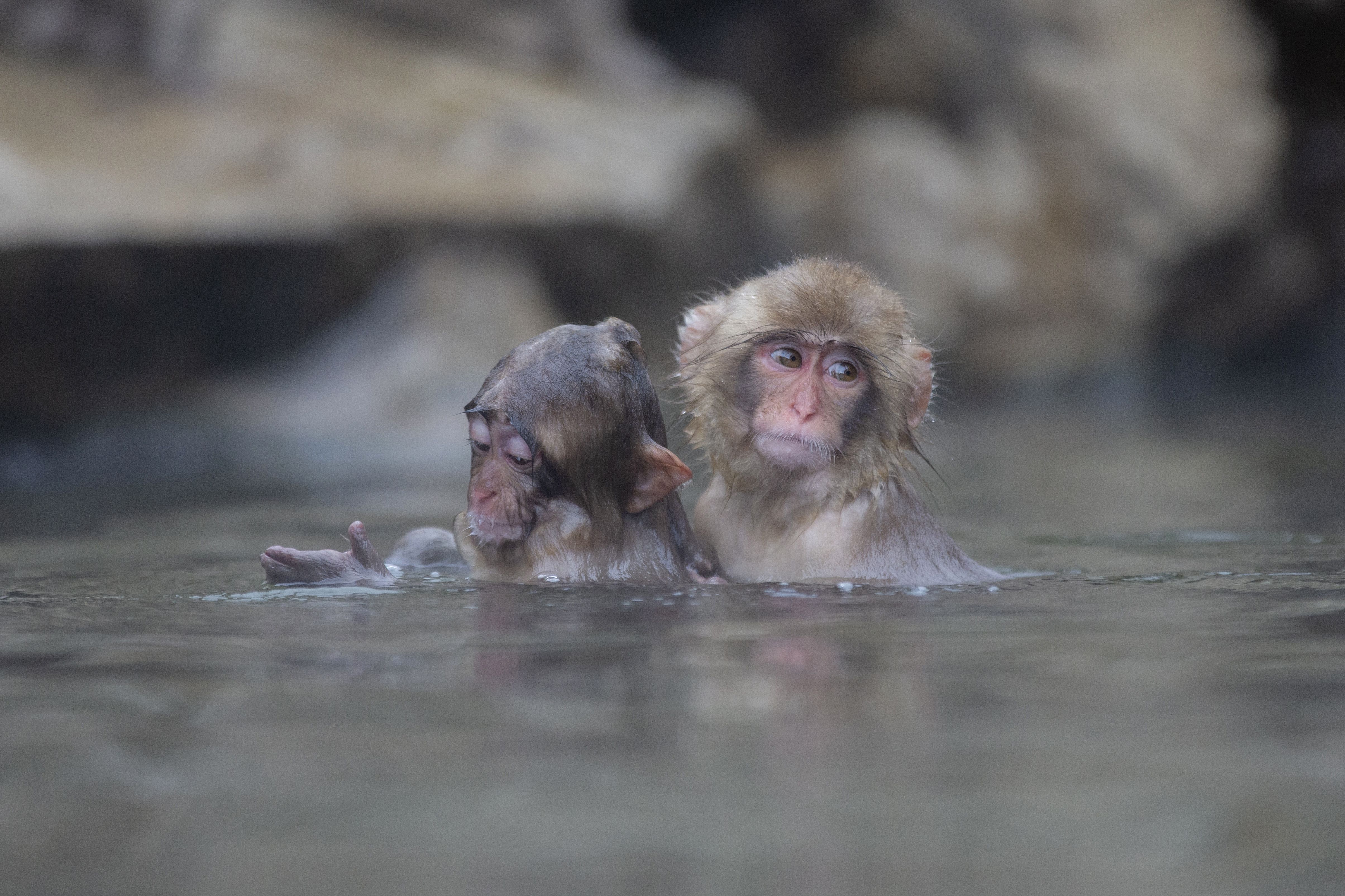 日本长野地狱谷的猴子
