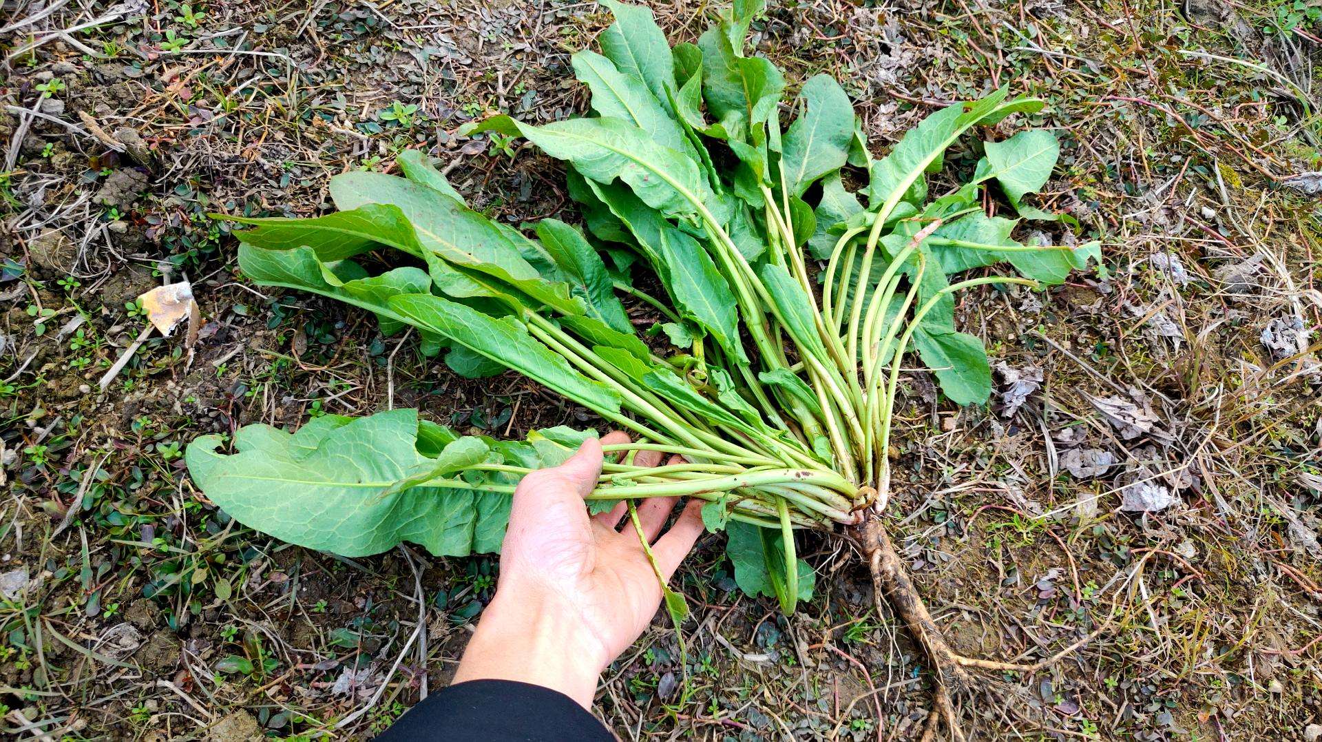 這種植物叫野菠菜,別名土大黃,牛舌頭,金不換,一斤能賣十幾元