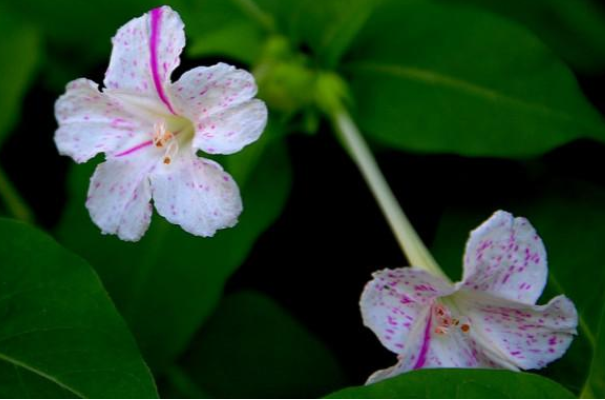 地雷 种子 - 2020年最新商品信息聚合专区 - 百度爱采购