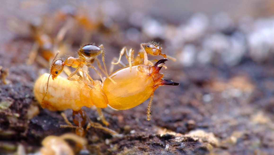 白蚁和蟑螂的神秘渊源,你一定不敢相信!