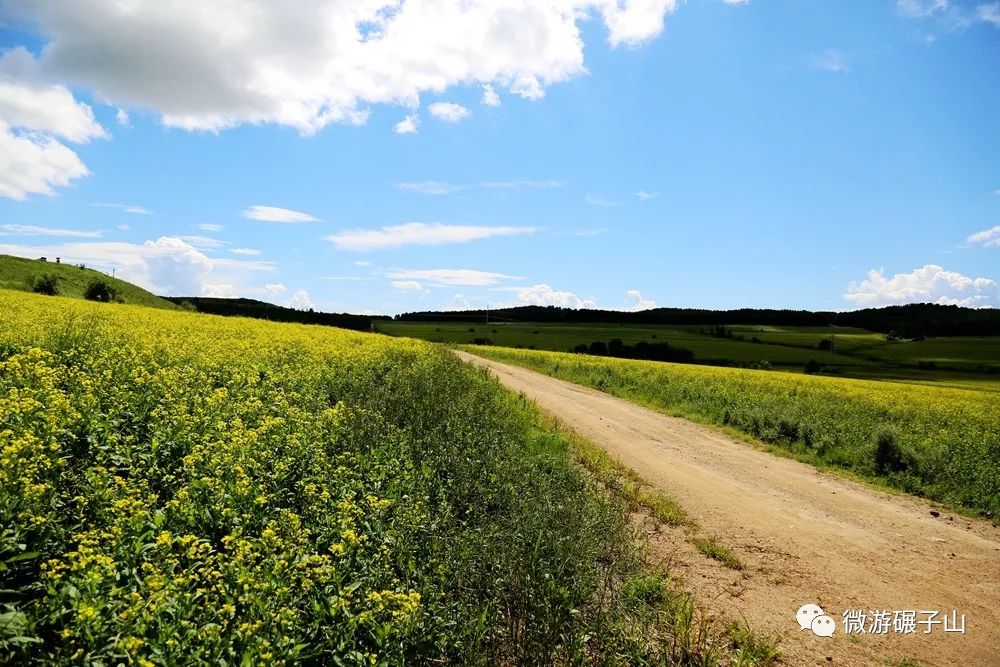 多图预警!碾子山万亩油菜花海,美翻了!