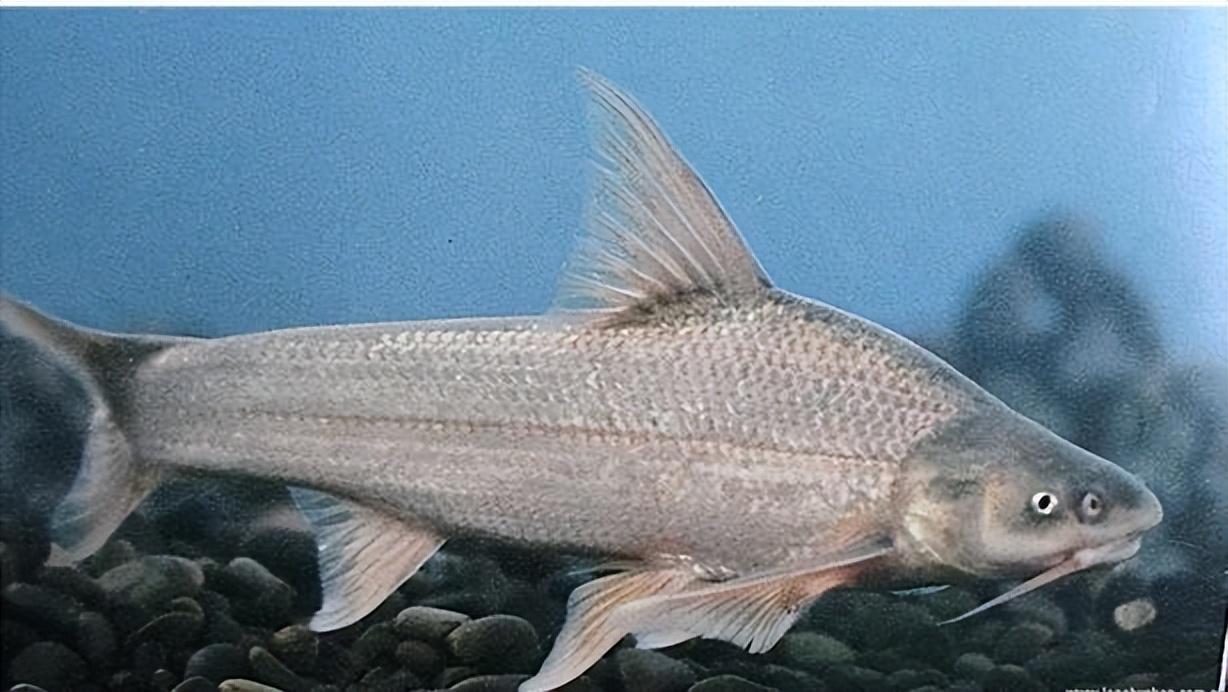 长江的"哭泣"!长达2米的巨型鱤鱼捕食,十年禁渔养虎为患?