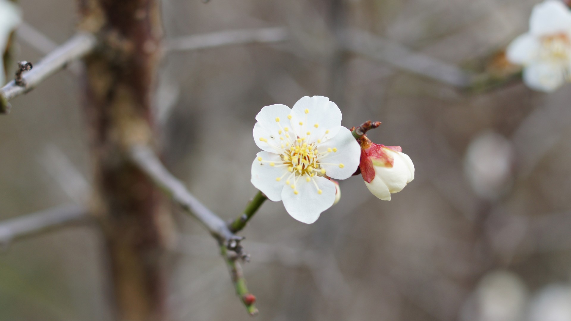 12月中旬运气攀升的3个生肖,收获真爱,工作顺心如意