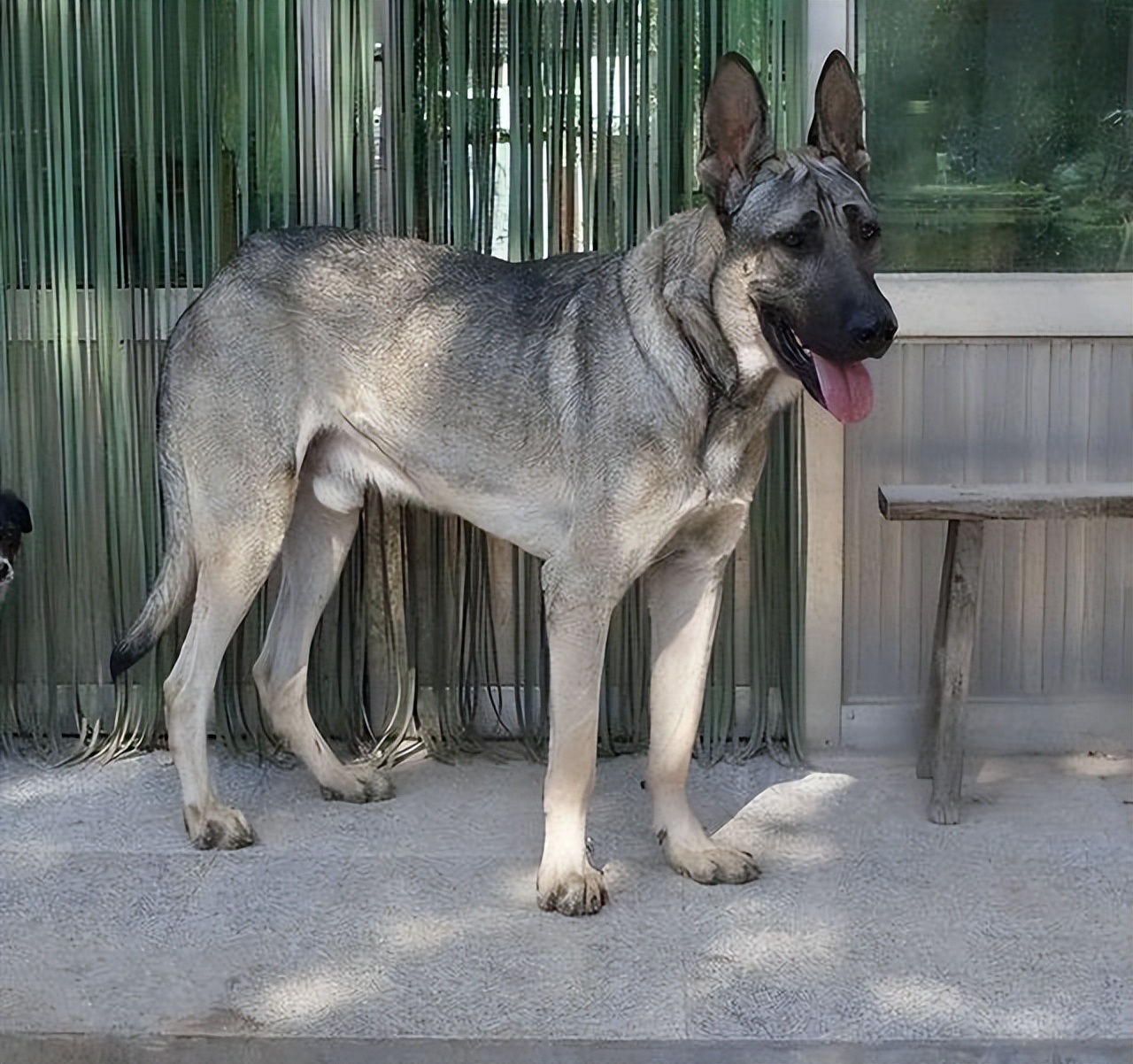 正宗狼青犬图片