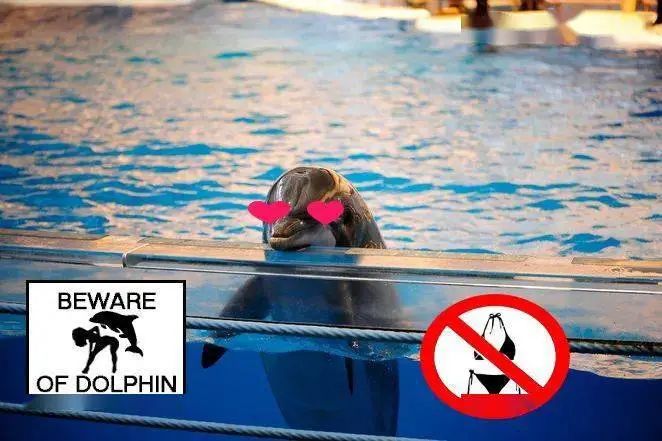 你知道海豚每年会侵犯多少人吗?海中泰迪,到底有多变态