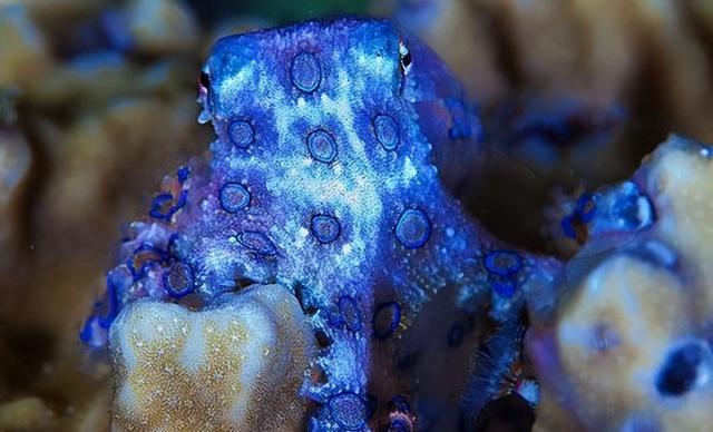 广东火锅店菜品罕见蓝环章鱼,了解一下!