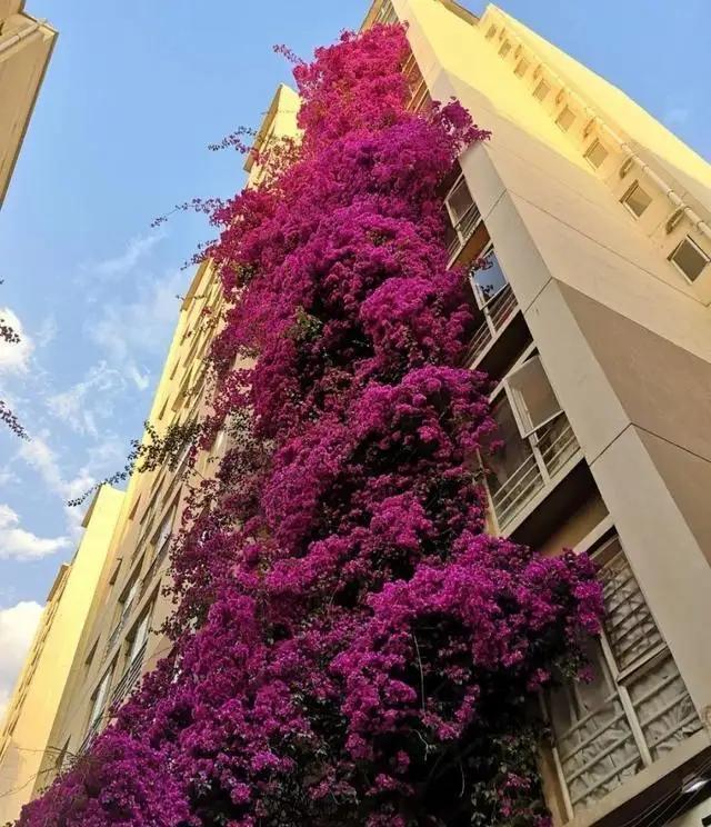 好看且花量大的三角梅,开花时很美,适合当下种植!