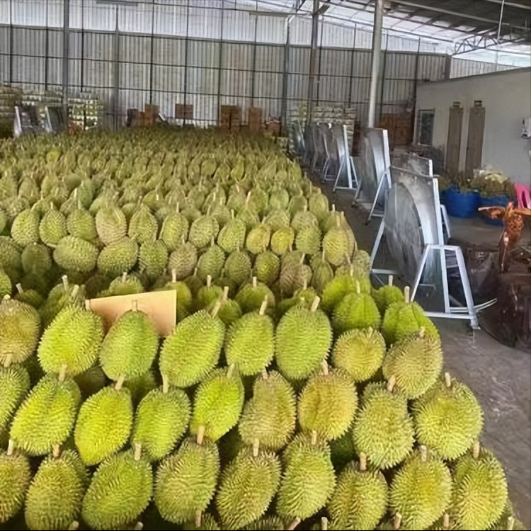 我国种植榴莲的阵势