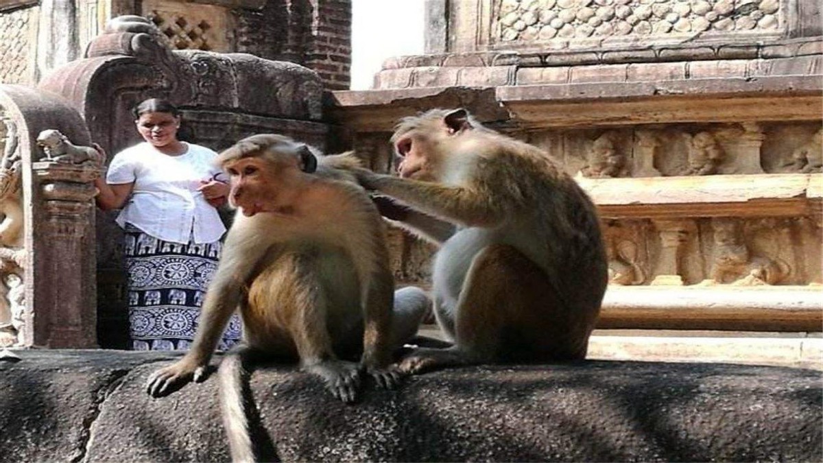 为报仇杀了全村250只狗,猴子为何如此记仇?被猴袭击怎么自救?