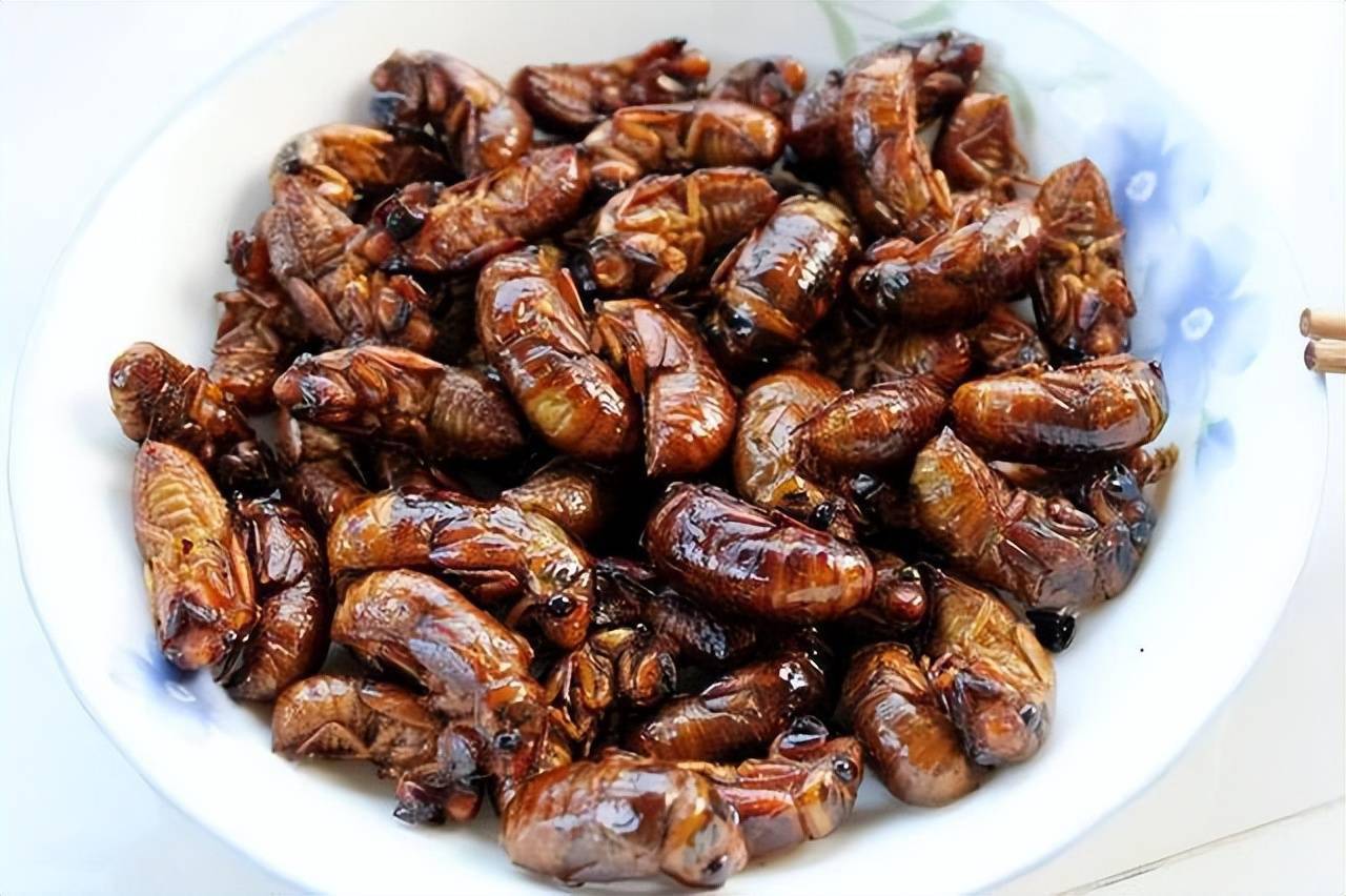 吃"知了猴"有何危害?多数人可能还是不太清楚,吃前请先了解下