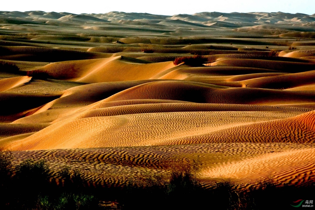 新疆——美丽壮观的风光——塔克拉玛干大沙漠