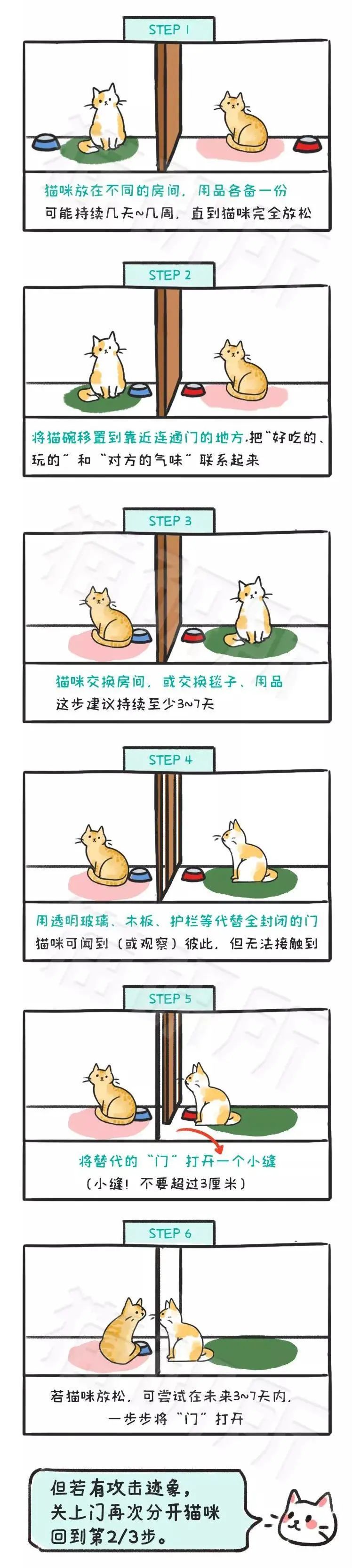 想接二猫又怕原住民关系不合？看这一篇就够了
