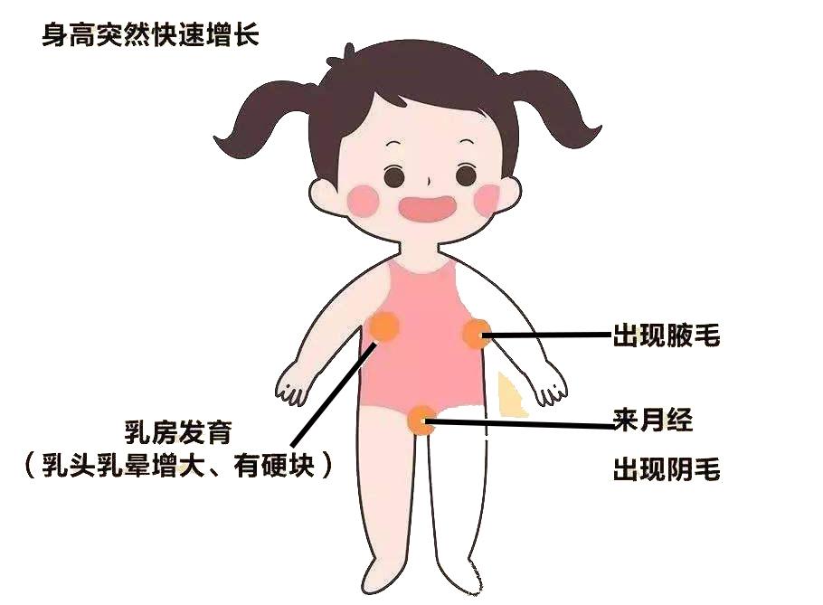 儿童乳房正常发育标准图片