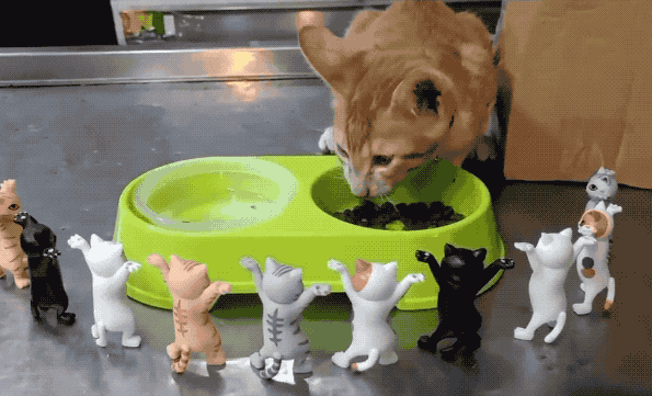 "带一家12只猫集体去拆弹,结果……医生们都吓哭了!哈哈哈"