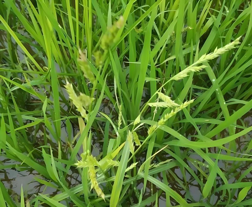 水稻,稗草,稻稗,千金子幼苗如何区分?