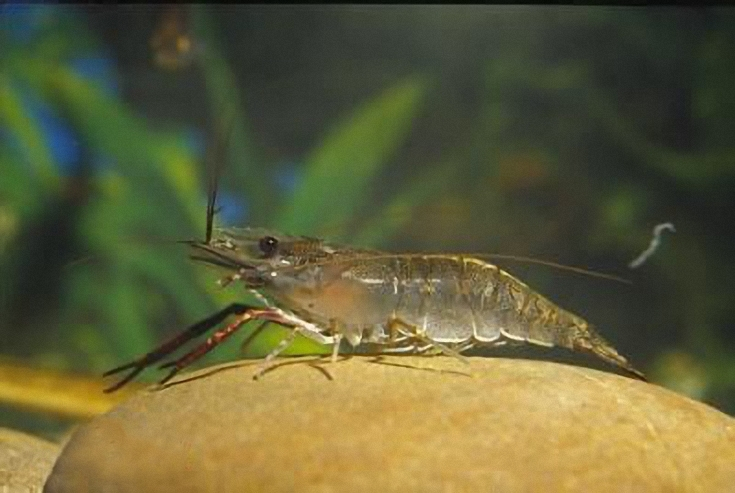 误以为是海产品,实则是河鲜,一斤高达50元,成养殖新热门