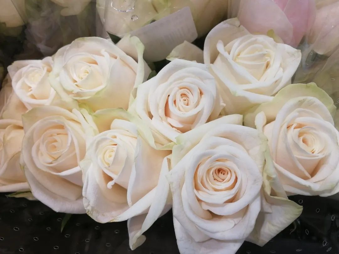 100种玫瑰之06芬得拉玫瑰