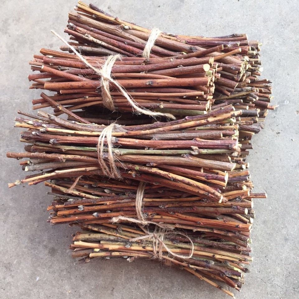 农村桃树枝煮水厉害了!人称"神仙木",不要把它当柴火烧了