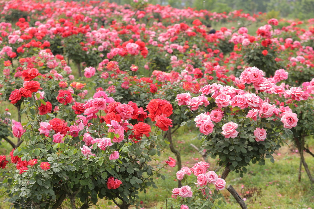 湖北襄阳:农民租地建600亩月季园,发展月季产业,带领乡亲致富