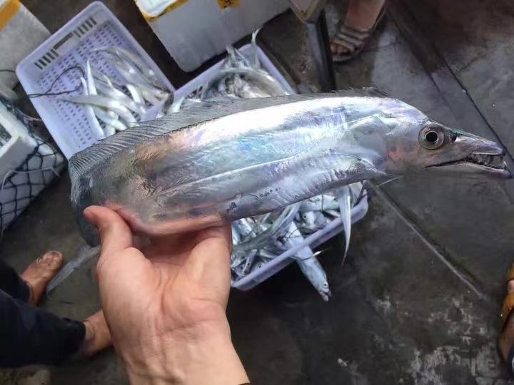 带鱼买黄眼睛还是黑眼睛渔夫亲授15字口诀准能买到好带鱼