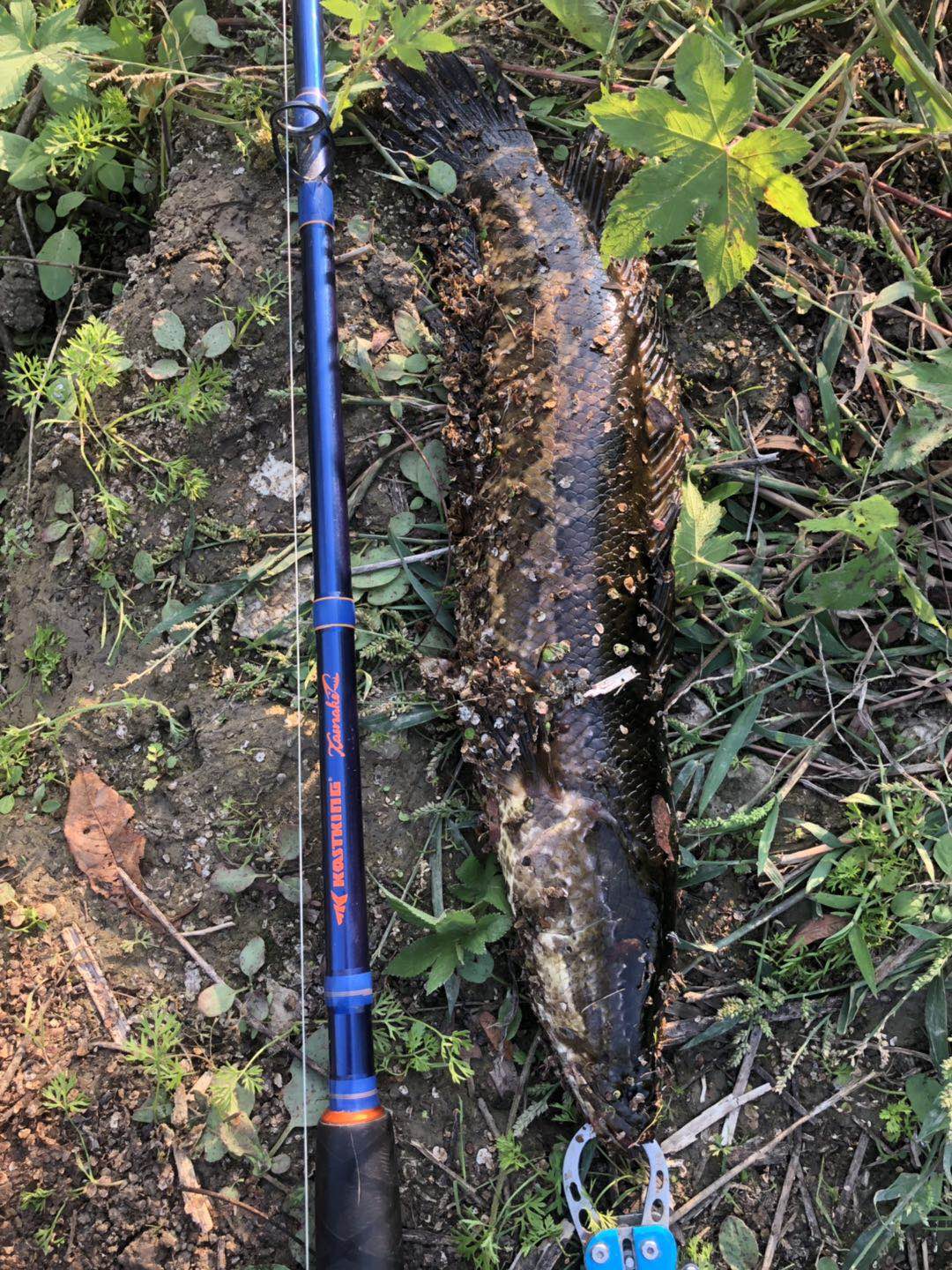 路亚黑鱼中存在的4个误区,一定要知晓