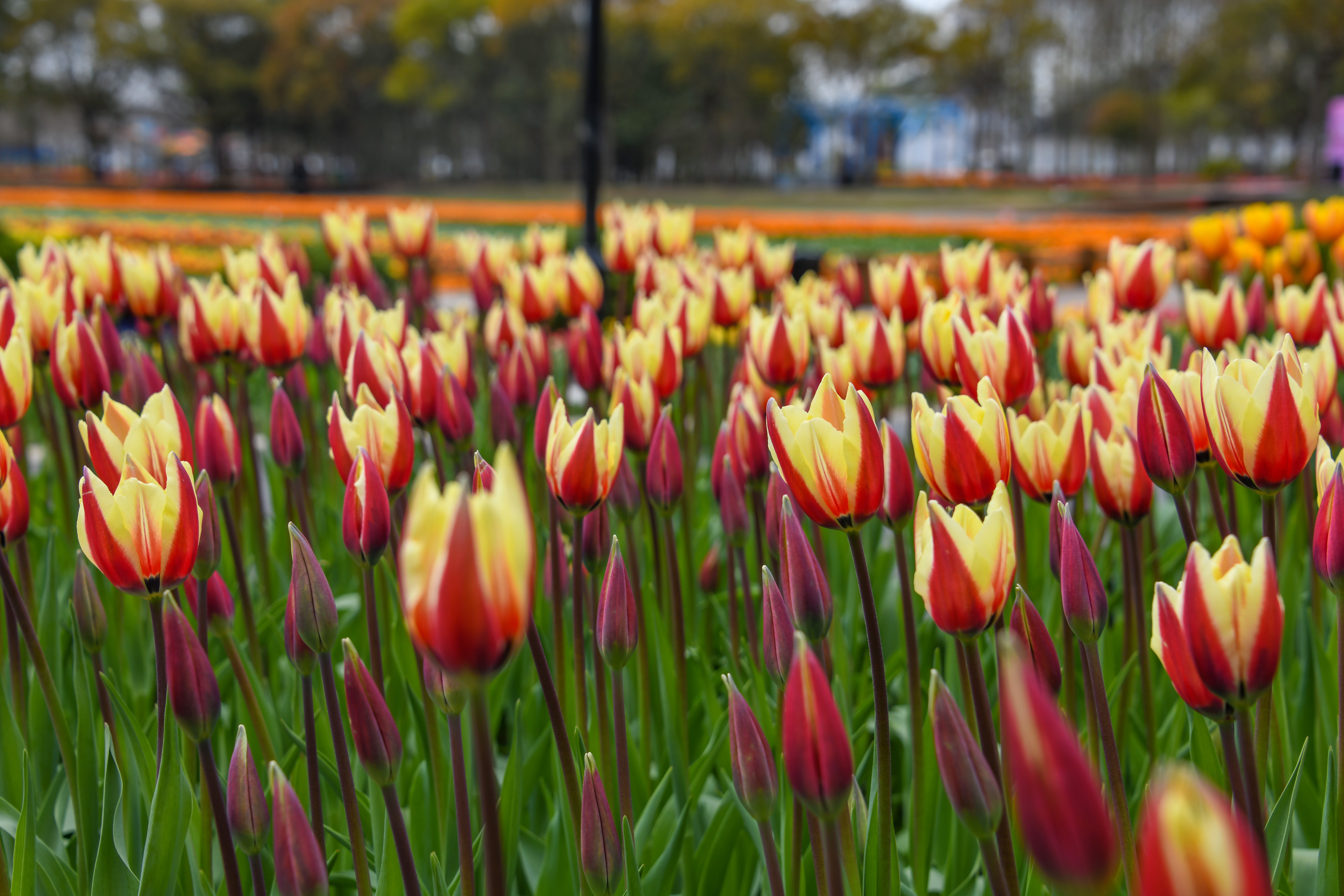 视频 | 2021崇明郁金香花展开幕,三款郁金香新品种获现场命名