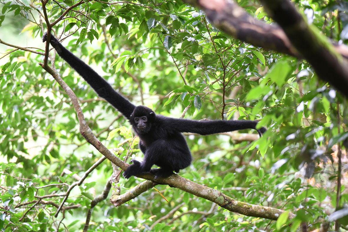 海南长臂猿——死守着自由活在野外的骄傲