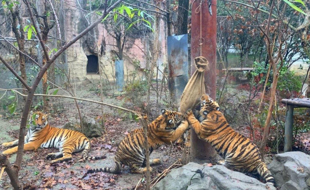 虎年到 快来成都动物园"沾虎(福)气"