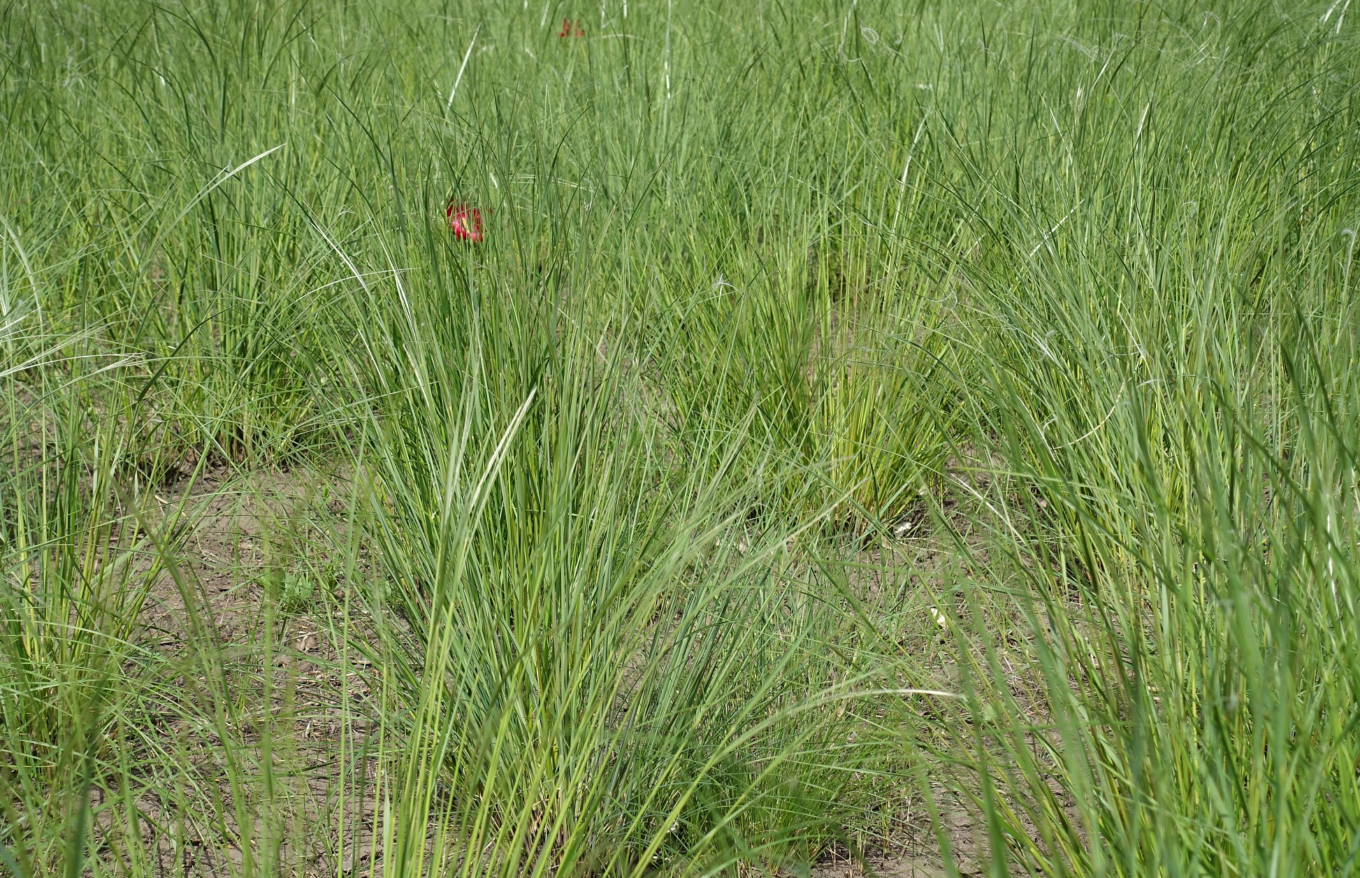 互花米草是禾本科米草属的多年生草本植物,原产于美国东南部沿海地区.