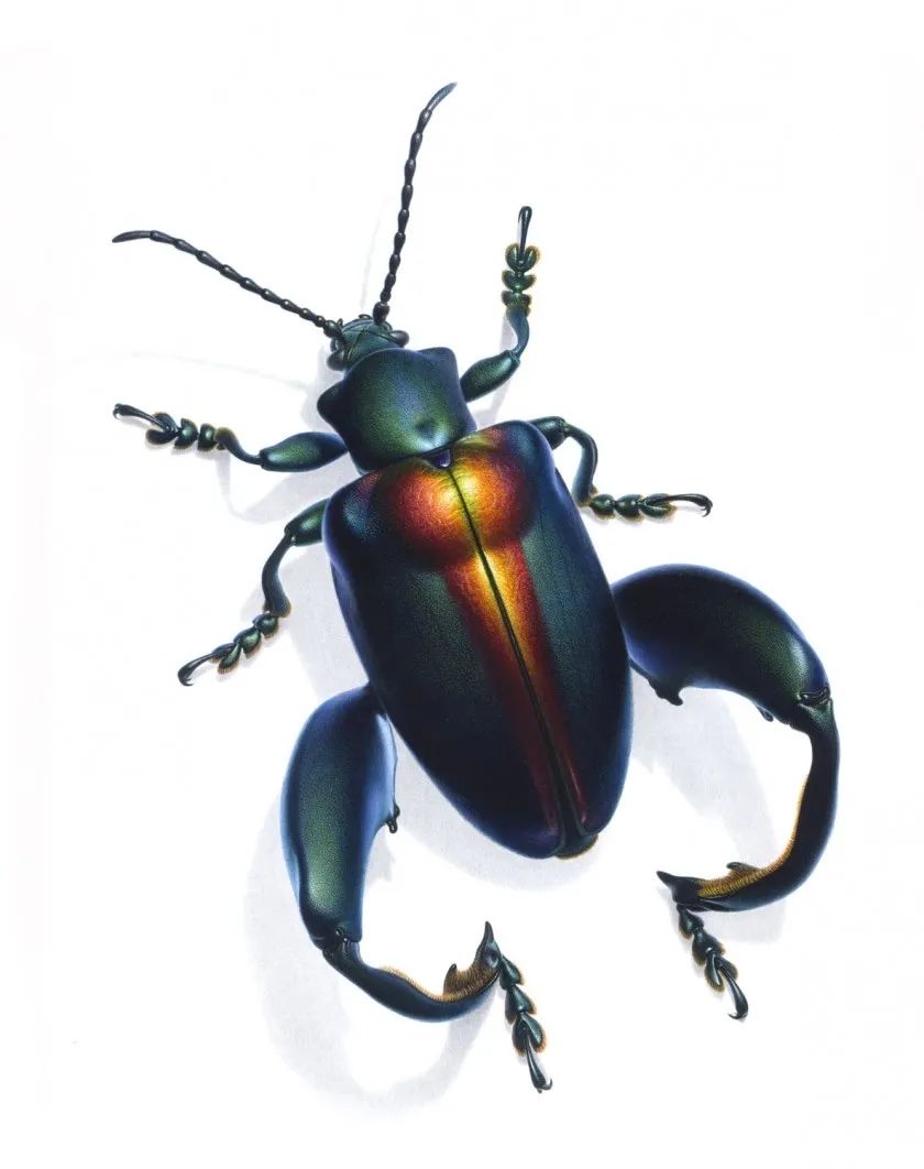 昆虫手绘|笔尖上的精灵