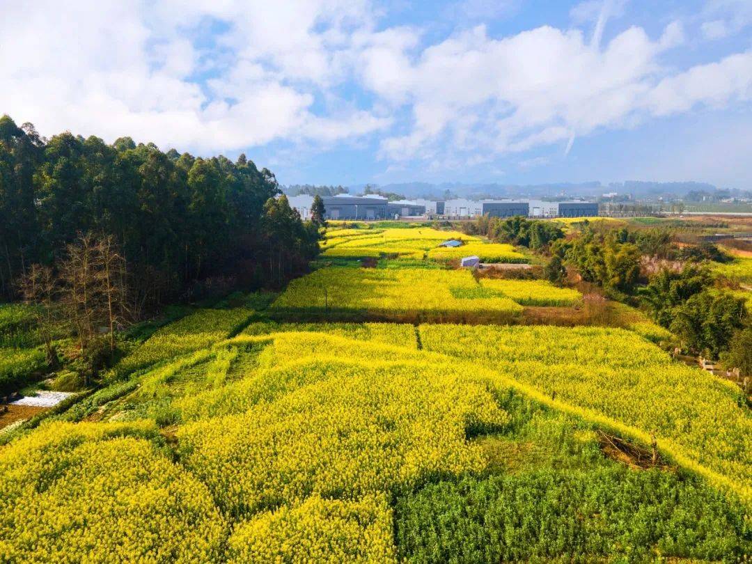 出发!坐上彭山"油菜花专列,开往春天!