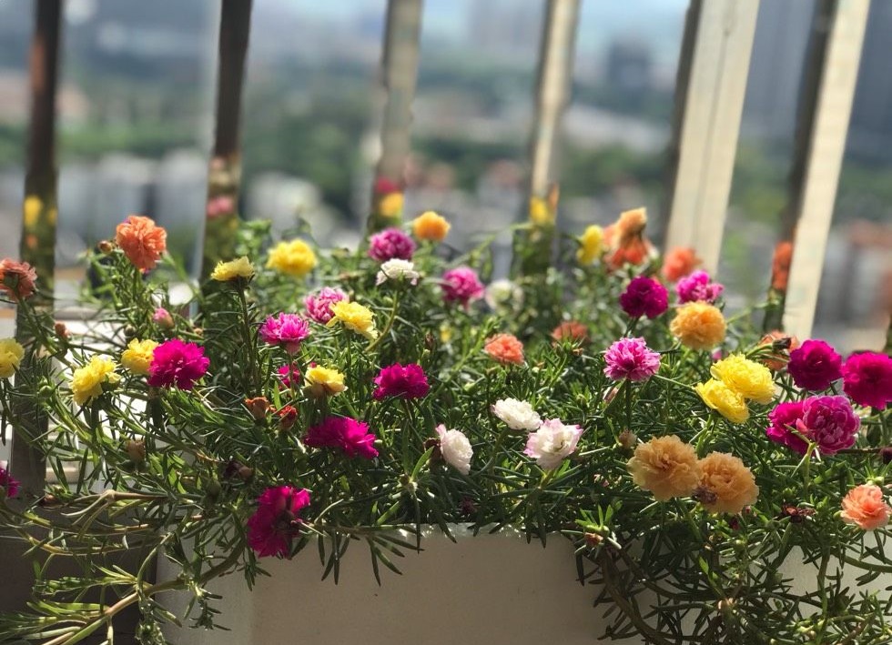 适合新手养的花—针叶牡丹,花美似牡丹,来花勤快,养护也简单