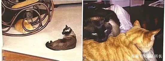 想接二猫又怕原住民关系不合？看这一篇就够了