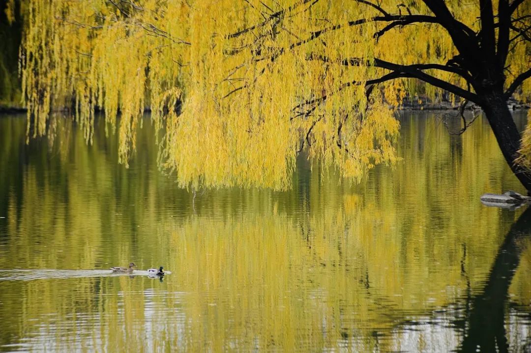 秋天,一定要去一次北京!一场最浪漫的百米冲刺,是对祖国的热爱