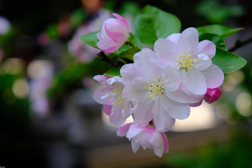 西府海棠就是這麼美,春天滿枝粉香花,秋來一樹