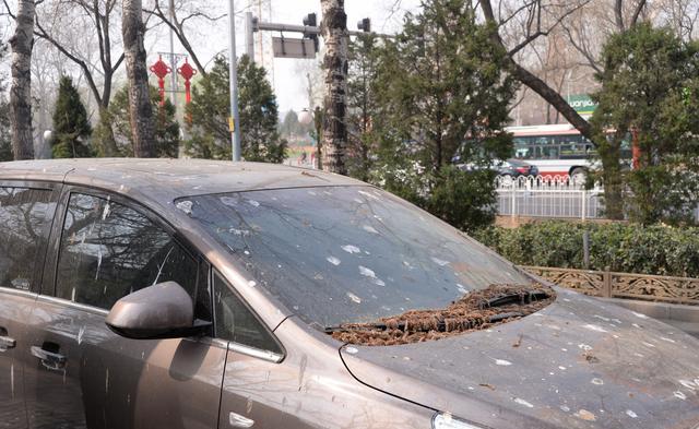 北京公主坟以西乌鸦成灾,部分路段被网友戏称"天屎路",太瘆人