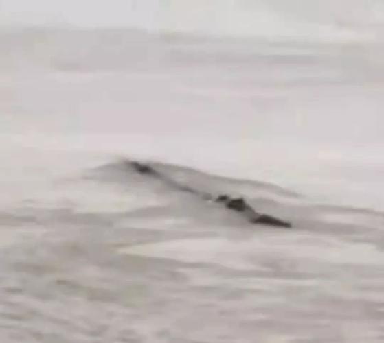 28年仅出现过3次!神秘消失的青海湖"水怪"是何生物,仍是个谜