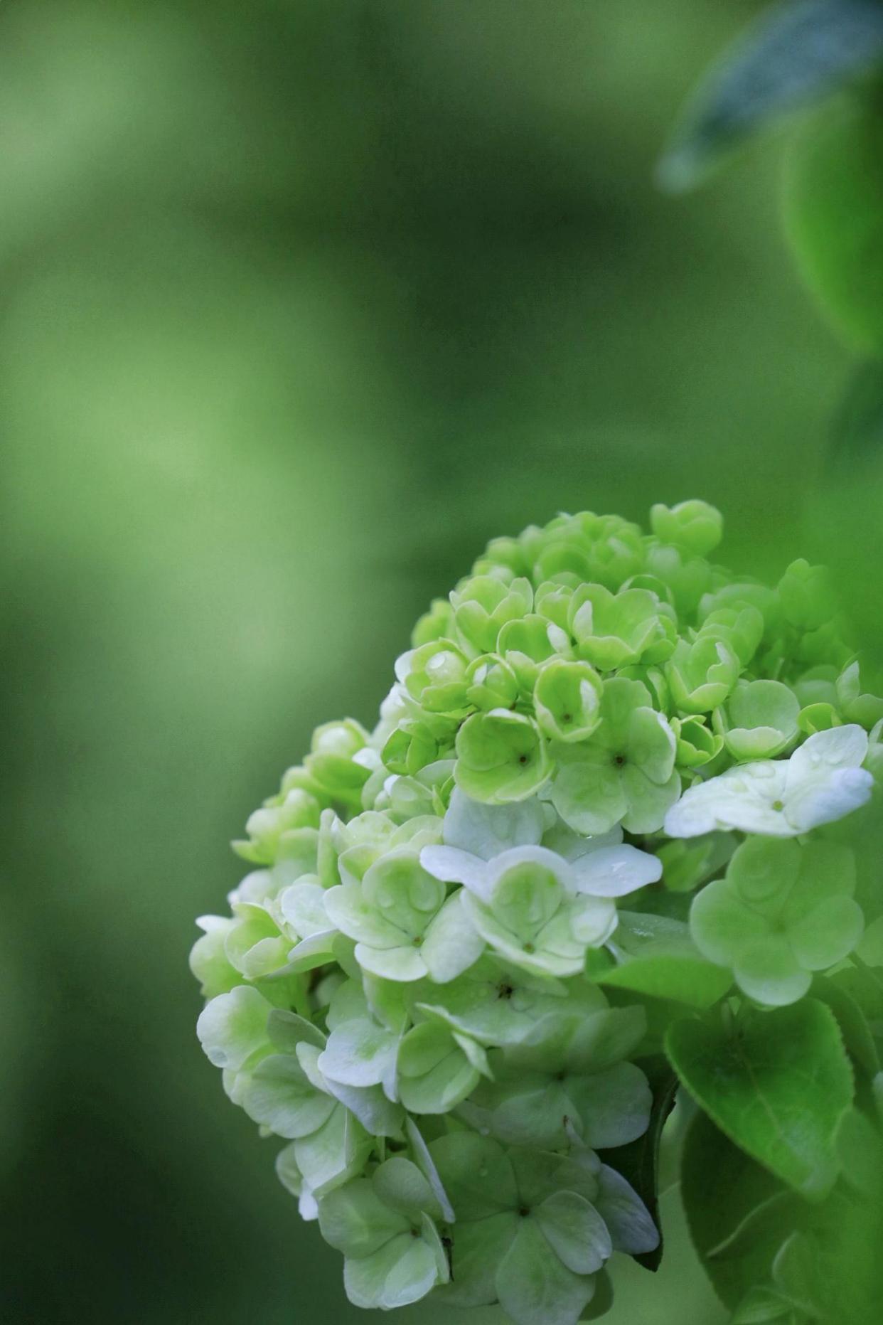 太养眼!除了满城樱花,这种绿色的花也已上线