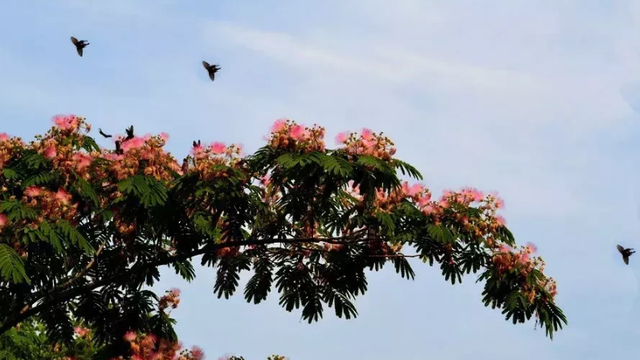 1种绿化树开花如扇子,粉嫩嫩,美极了!不少人见过却说不出名字