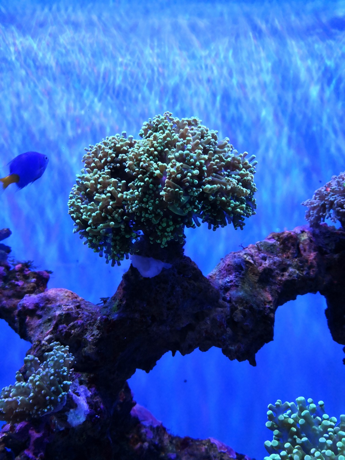 武汉东湖海洋乐园之珊瑚