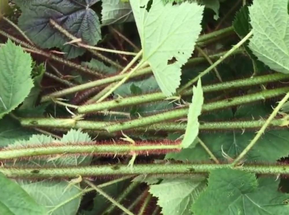 沟边常见的植物全身带刺,人称过江龙,果实可吃可当墨水,记得吗