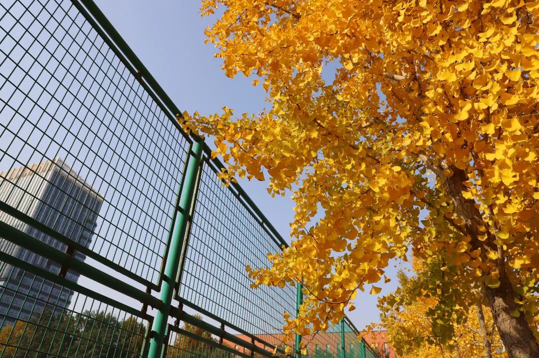 漫步校园,和师大秋天来场约会!