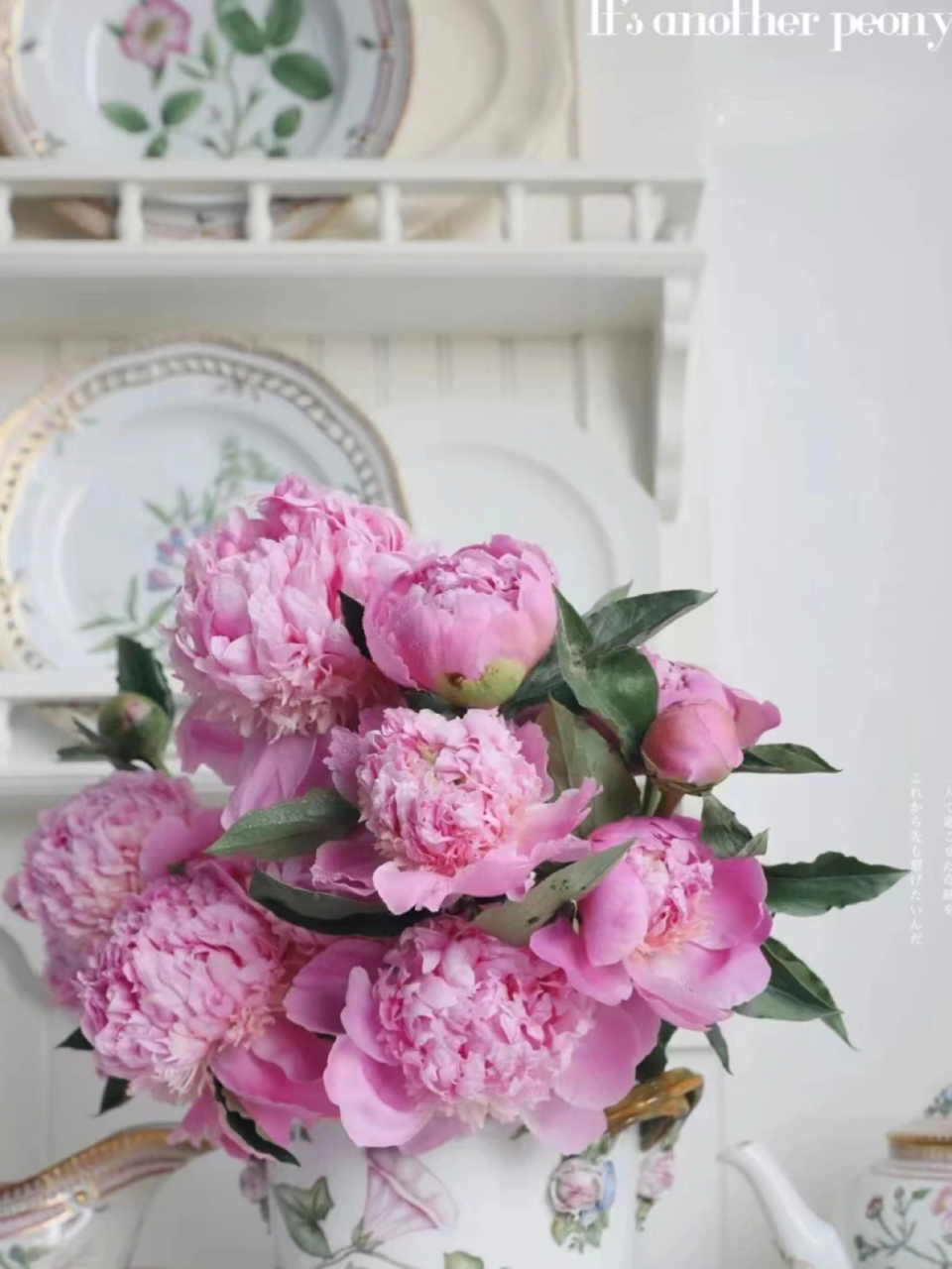 鲜花养护//蓝富士芍药 蓝富士芍药 蓝富士芍药又称"将离草",古代男女