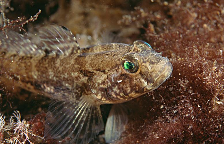 虾虎鱼:虾虎鱼是寿命最短的脊椎动物,海水淡水都有其身影