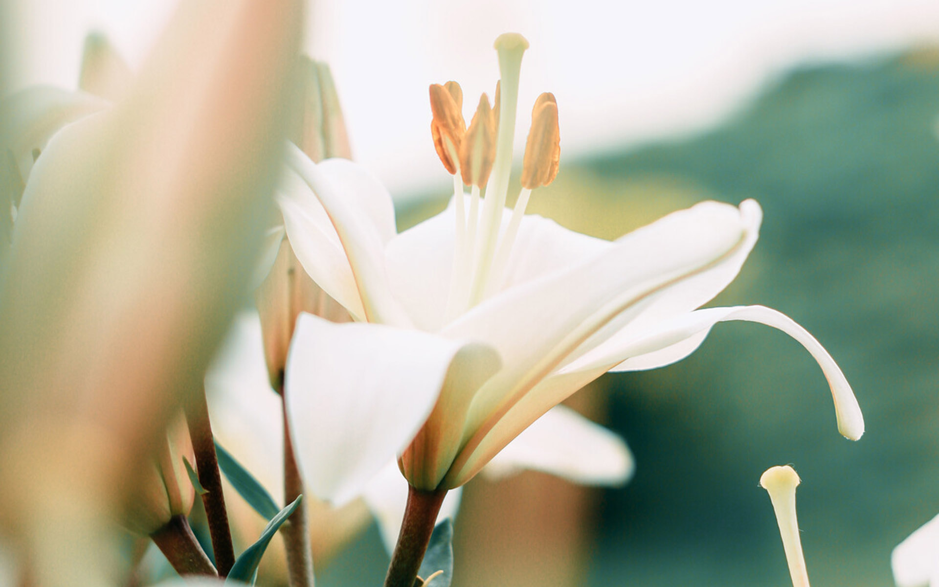 12月事业大顺的3大生肖,抓住机遇,事业爱情双丰收