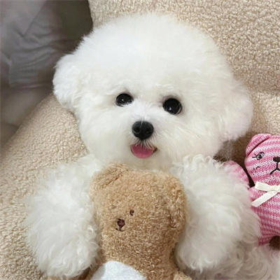 新闻曝光:这些狗狗其实很凶猛还咬人,不要养!