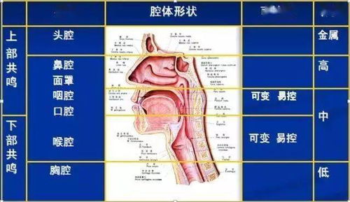 唱歌发声原理图解图片