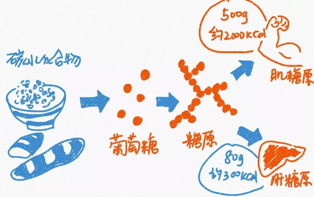 肌肉训练之后需要提供营养物质来帮助修复,为的是能更好增长